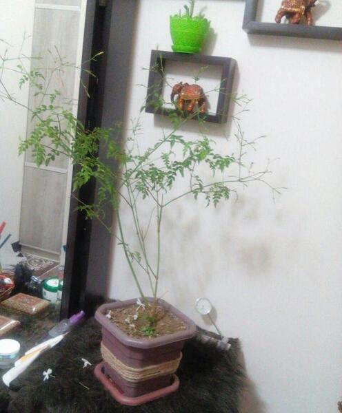 عکس یاس چمپا
