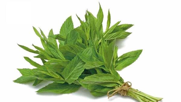 عکس نعناع سبزی