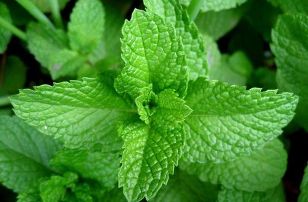عکس نعناع سبزی