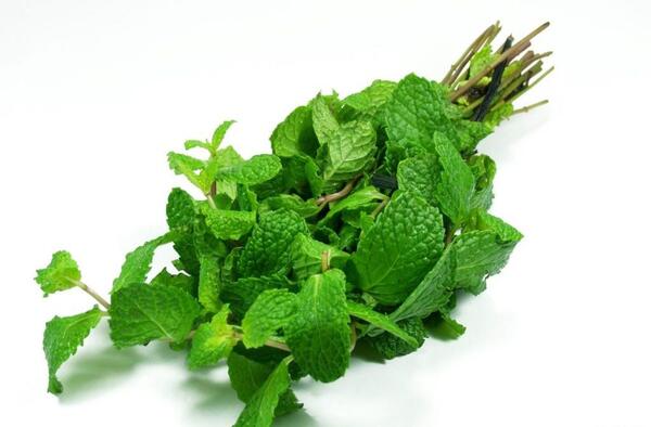 عکس نعناع سبزی