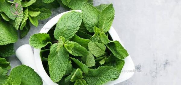 عکس نعناع سبزی