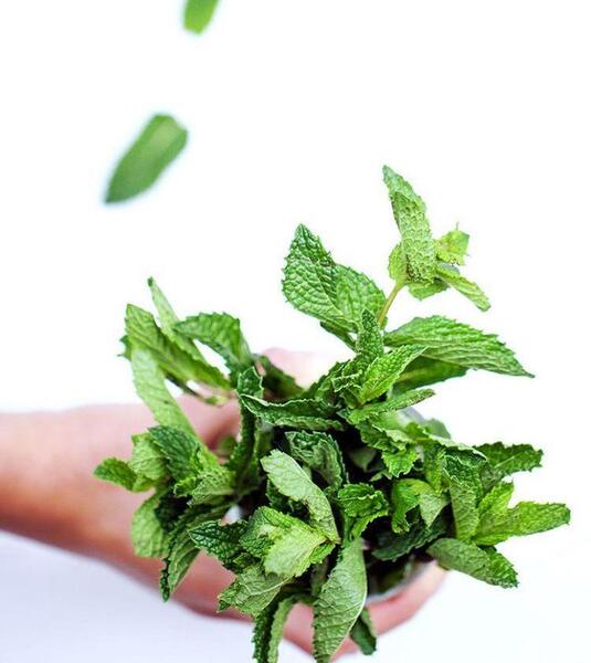 عکس نعناع سبزی