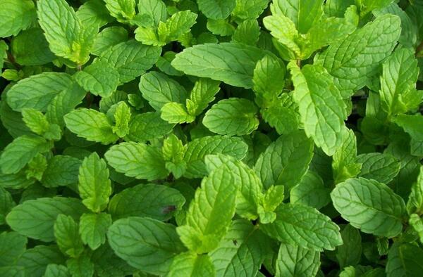 عکس نعناع سبزی