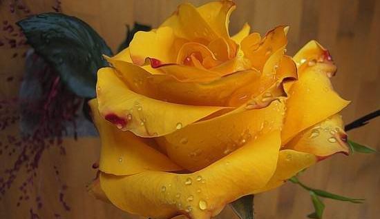 عکس گل رز زرد با زمینه مشکی