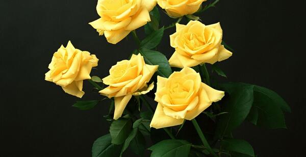 عکس گل رز زرد با زمینه مشکی