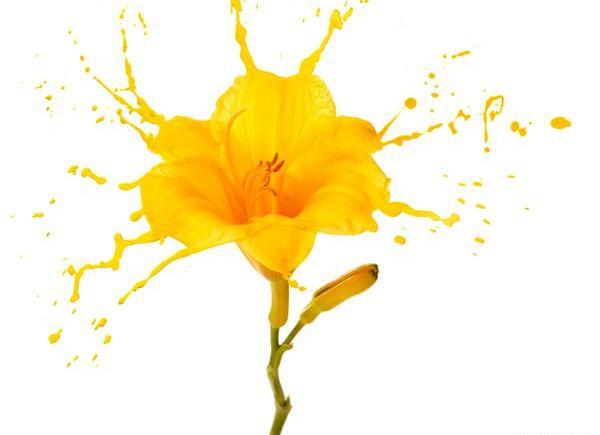 عکس گل رز زرد با زمینه مشکی
