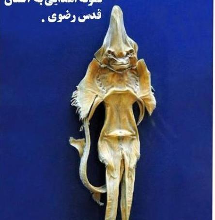 عکس شیطان ماهی