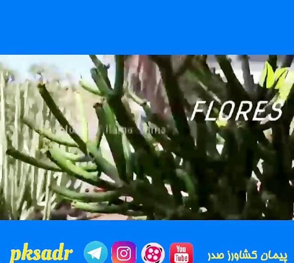 عکس گل پیمان
