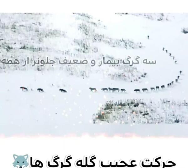 عکس گرگ اهلی