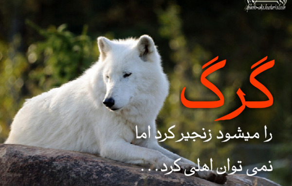 عکس گرگ اهلی