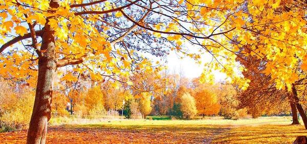 عکس استوری فرا رسیدن پاییز