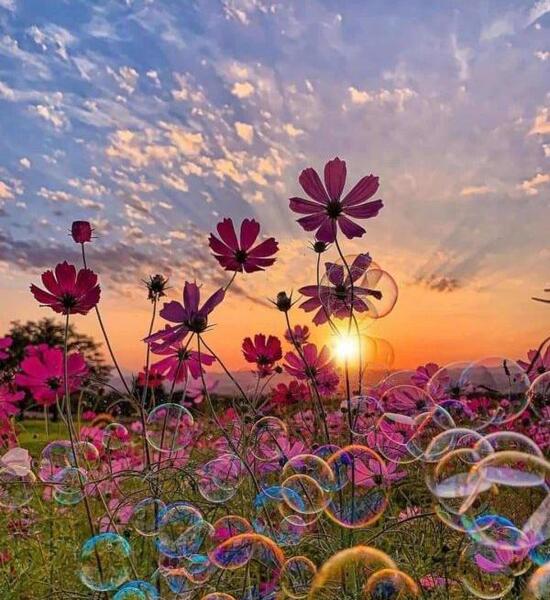 عکس پروفایل زیبای طبیعت