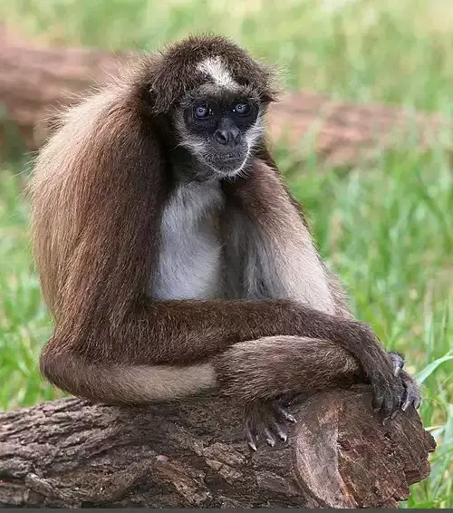 عکس میمون عنکبوتی