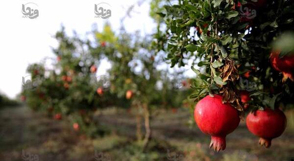 عکس انار