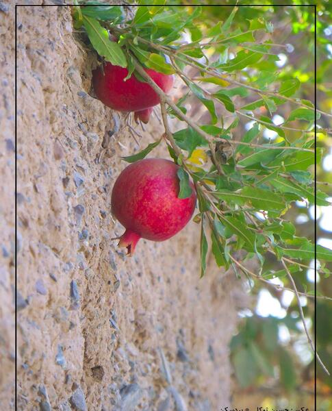 عکس انار