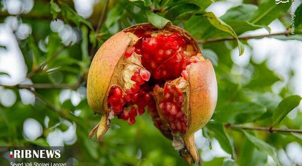 عکس انار