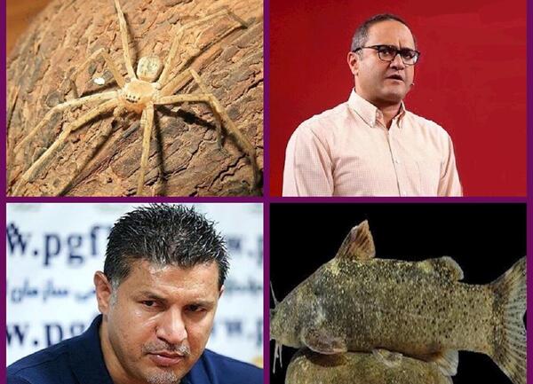 عکس عنکبوت رامبد جوان