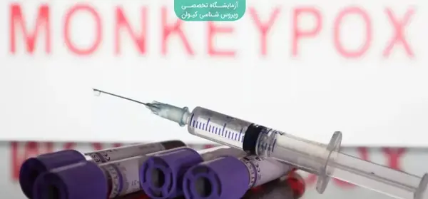 عکس ابله میمونی در ایران