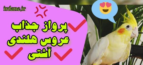عکس عروس هلندی های نر