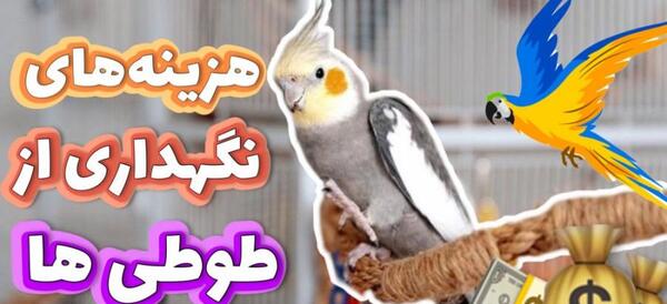 عکس عروس هلندی های نر