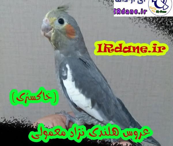 عکس عروس هلندی های نر