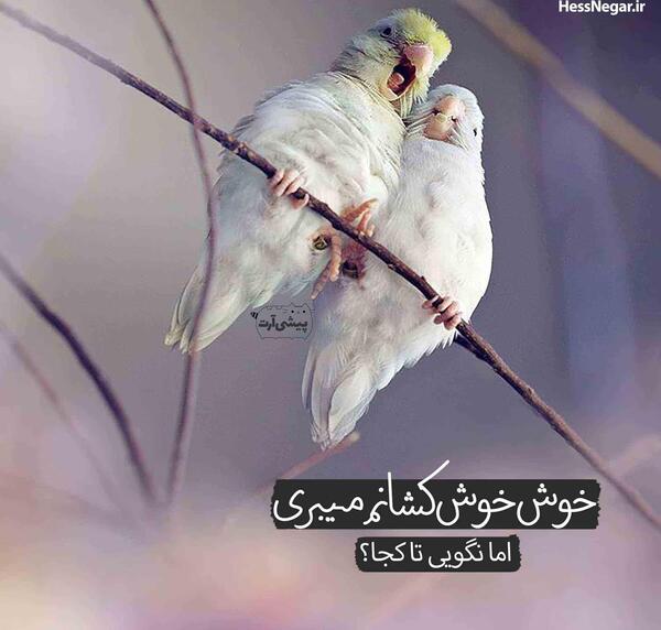 عکس نوشته گروه باحال