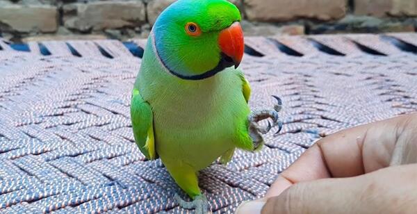 عکس طوطی سخنگو سبز