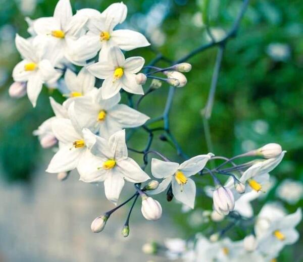 عکس گل یاس حضرت زهرا