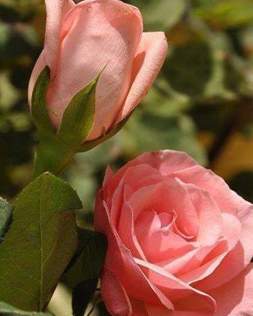 عکس گل یاس حضرت زهرا