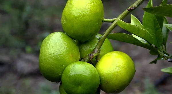 عکس نارنگی سبز