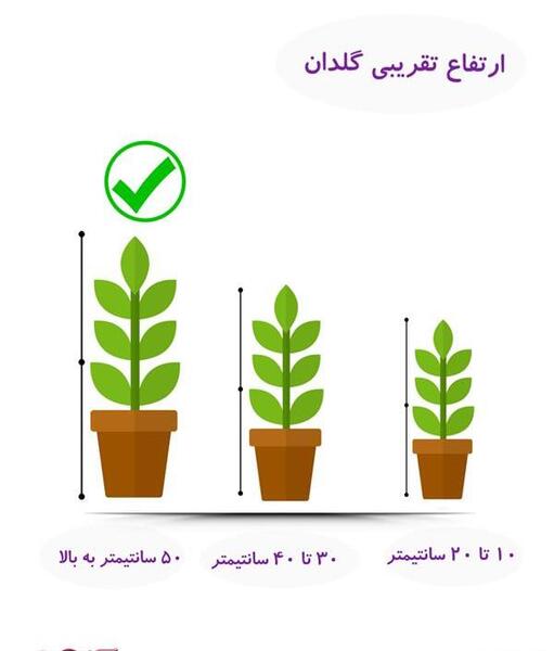 عکس گل کراواتی