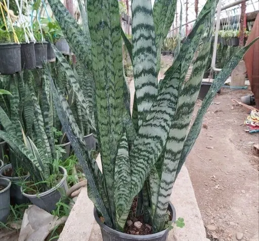 عکس گل کراواتی