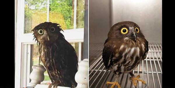 عکس جغد متعجب