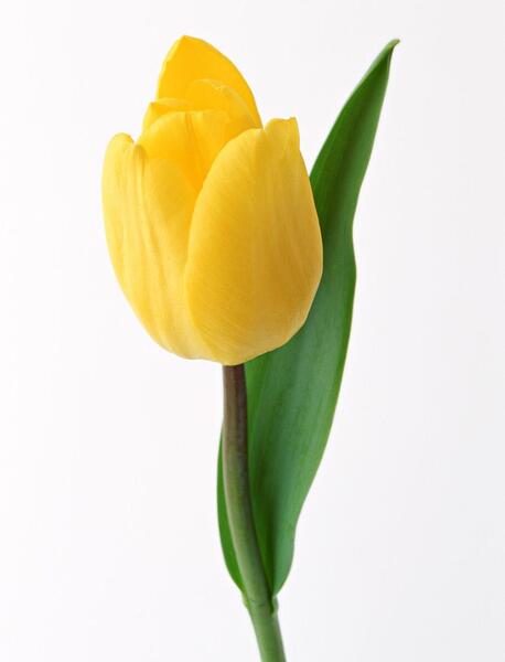 عکس گل لاله زرد
