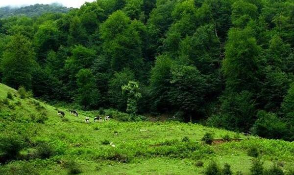 عکس از شمال ایران