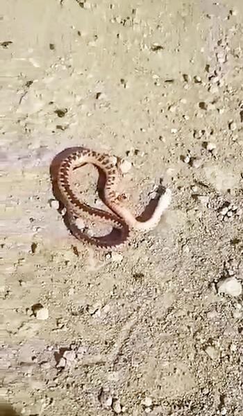 عکس بچه مار