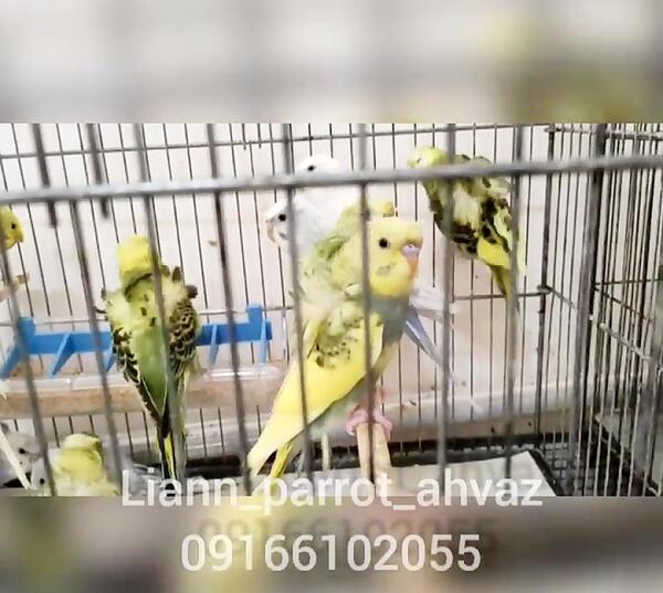 عکس مرغ عشق پروانی