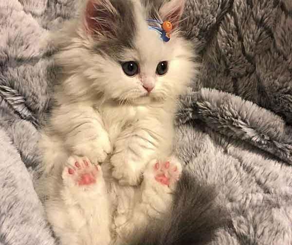 عکس گربه ملوس خنده دار