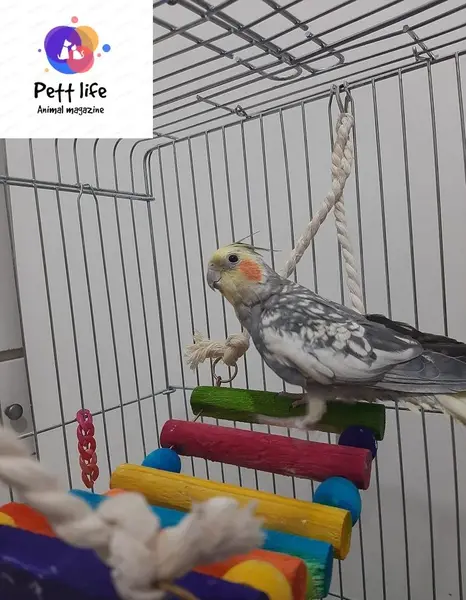 عکس عروس گل باقالی