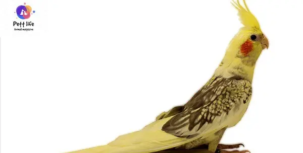 عکس عروس گل باقالی