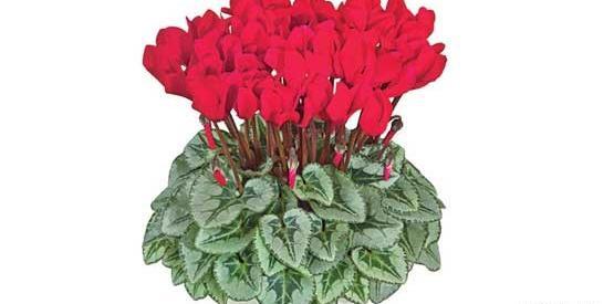 عکس گل زمستانی