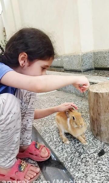 عکس سگ خانگی جیبی