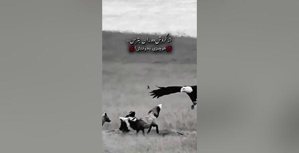 عکس سگ خانگی جیبی