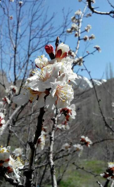 عکس بهار گیلان