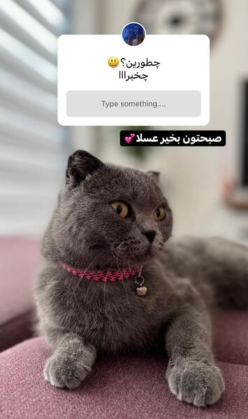 عکس گربه نیکا فلاحی
