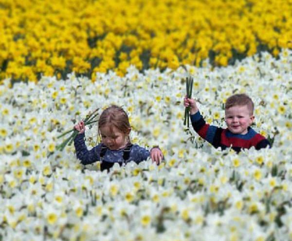 عکس گل نرگس برای پروفایل گروه