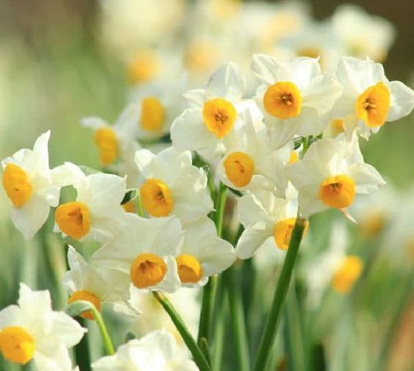 عکس گل نرگس برای پروفایل گروه