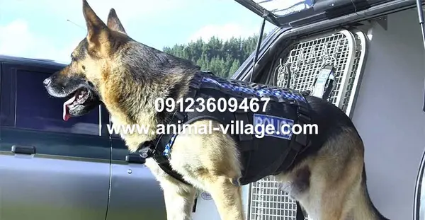 عکس سگ ژرمن شپرد پلیس