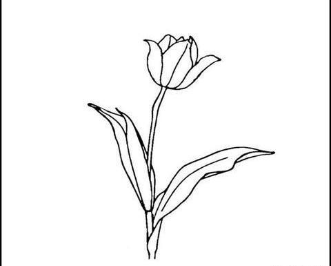 عکس نقاشی ساده گل