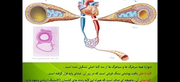عکس بافت پیوندی